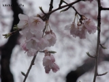 口コミ：ほんのりピンクの桜の塩味わう♪桜朝食２日目♪の画像（1枚目）