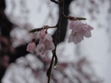 口コミ：ほんのりピンクの桜の塩味わう♪桜朝食２日目♪の画像（12枚目）