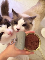 口コミ：ジーランディアの猫缶♡の画像（4枚目）