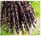 口コミ：い草のふしぎ 「アサイー＆カムカム」粉末で、美味しく食物繊維を。健康と美肌に！の画像（3枚目）