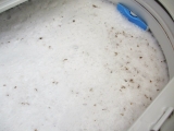口コミ：カビ除菌率99.9％　シャボン玉洗濯槽クリーナーの画像（3枚目）