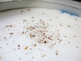 口コミ：カビ除菌率99.9％　シャボン玉洗濯槽クリーナーの画像（1枚目）