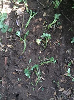 口コミ：6月7日　お芋さん植えました。（楽育彩園 めぐるん土復活材1.3L）　の画像（3枚目）