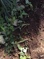 口コミ：6月7日　お芋さん植えました。（楽育彩園 めぐるん土復活材1.3L）　の画像（2枚目）