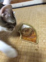 口コミ：猫さんご飯。の画像（1枚目）