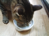 口コミ：猫ちゃんの夏バテ対策・水分補給に「ジーランディア キャット」の画像（1枚目）