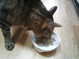 口コミ：猫ちゃんの夏バテ対策・水分補給に「ジーランディア キャット」の画像（2枚目）