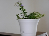 口コミ記事「水やり簡単植木鉢URUO」の画像