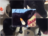 口コミ：愛犬と一緒にコラーゲン生活始めました! #ニッタバイオラボ　#コラゲネイドの画像（2枚目）