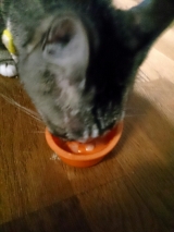 口コミ：猫ちゃん大好き♪おいしい水分補給♡ちゅ～るの画像（6枚目）