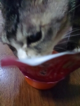 口コミ：猫ちゃん大好き♪おいしい水分補給♡ちゅ～るの画像（3枚目）