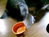 口コミ：猫ちゃん大好き♪おいしい水分補給♡ちゅ～るの画像（2枚目）