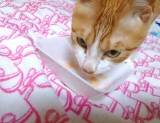 口コミ：猫ちゃん大好き♪おいしい水分補給♡ちゅ～るの画像（7枚目）