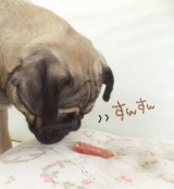 口コミ：愛犬のおやつ☆九州産ささみソフトタイプ150g ６本入り KOJIMAの画像（8枚目）