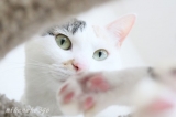 口コミ：猫ちゃんのおしっこ臭に特化した消臭剤　300ｍｌ をお試し！　モニプラの画像（3枚目）