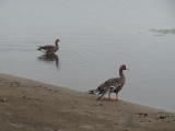 口コミ：秋刀魚と渡り鳥からの秋の便りの朝食の画像（13枚目）