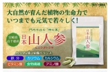 口コミ記事「【元気で若々しく】日本山人参【ヒュウガトウキ】」の画像