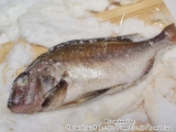 口コミ：★宇和海のゆらの鯛を使った　ゆら鯛塩釜　食べてみましたぁ♪の画像（9枚目）