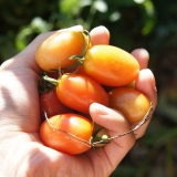 口コミ：EMセラミックによるトマトの好収穫&EM本格デビュー♥の画像（4枚目）