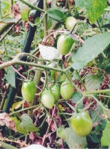 口コミ：EMセラミックによるトマトの好収穫&EM本格デビュー♥の画像（10枚目）