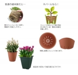 口コミ：バラの植え替えに 『呼吸できる植木鉢』！！の画像（19枚目）