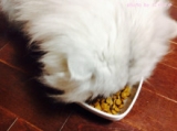 口コミ：猫ちゃんのエイジングケアに特化したご飯「おもいやりフード」の画像（3枚目）