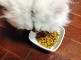 口コミ：猫ちゃんのエイジングケアに特化したご飯「おもいやりフード」の画像（4枚目）