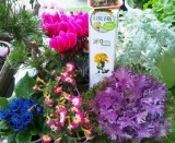 季節の花々も大喜び『天然グリーンプロポリス・トゥースペースト』☆彡
