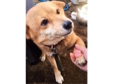 口コミ：日本の愛犬に健康を届けるバランスフード 〈プロフェッショナル・バランス〉の画像（7枚目）