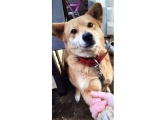 口コミ：日本の愛犬に健康を届けるバランスフード 〈プロフェッショナル・バランス〉の画像（6枚目）