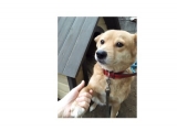 口コミ：日本の愛犬に健康を届けるバランスフード 〈プロフェッショナル・バランス〉の画像（11枚目）