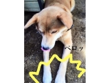 口コミ：日本の愛犬に健康を届けるバランスフード 〈プロフェッショナル・バランス〉の画像（3枚目）