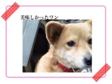 口コミ：日本の愛犬に健康を届けるバランスフード 〈プロフェッショナル・バランス〉の画像（9枚目）