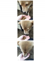 口コミ：日本の愛犬に健康を届けるバランスフード 〈プロフェッショナル・バランス〉の画像（10枚目）