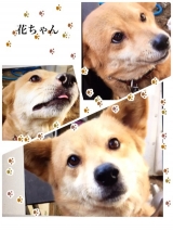 口コミ：日本の愛犬に健康を届けるバランスフード 〈プロフェッショナル・バランス〉の画像（2枚目）