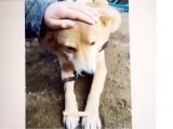 口コミ：日本の愛犬に健康を届けるバランスフード 〈プロフェッショナル・バランス〉の画像（5枚目）