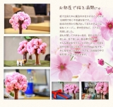 口コミ：あなたにはどんな幸せが訪れる？！12時間で咲く桜を育てる♪の画像（1枚目）