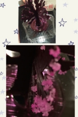 口コミ：応援歌　～合格祈願！サクラ・・・咲け！　Magic 桜の画像（1枚目）