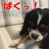 口コミ：犬には犬のプレミアムの画像（2枚目）