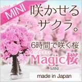 口コミ：12時間で咲くサクラ♡Magic桜♡の画像（11枚目）