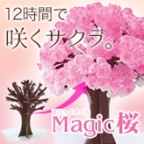 口コミ：12時間で咲くサクラ♡Magic桜♡の画像（12枚目）