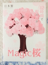 口コミ：マジック桜を育ててみたの画像（9枚目）