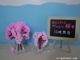口コミ：【モニター】自分で育てるＭａｇｉｃ桜　お部屋に咲きました！の画像（5枚目）