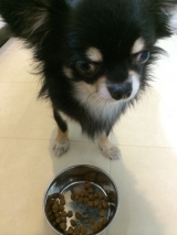 口コミ：愛犬のお腹の健康を考えたフード♡の画像（2枚目）