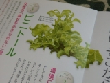口コミ記事「糖分・不妊・美容・健康に・・・新野菜“アイスプラント”」の画像