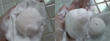 口コミ：W真珠でくすみを洗う！ ～ 美しい真珠の白い石鹸 その2 ～の画像（2枚目）