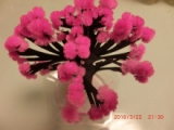 口コミ：うちの桜が満開に♪サクラサク『マジック桜』★の画像（16枚目）