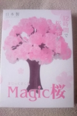 口コミ：マジック桜 Made in Japanの画像（2枚目）