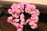 口コミ：家の中でお花見ができちゃう「マジック桜」の画像（4枚目）