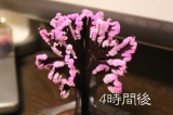 口コミ：家の中でお花見ができちゃう「マジック桜」の画像（6枚目）
